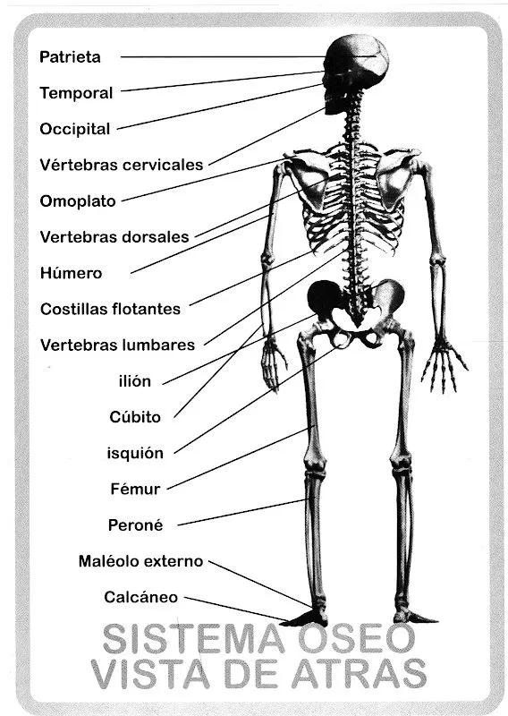 Sistema oseo humano para colorear - Imagui