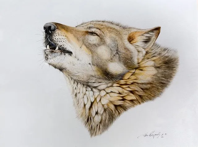 El pintor y la Naturaleza - Wildlife Art: Lobo aullando. El pintor y la Naturaleza - Wildlife Art: Lobo aullando.