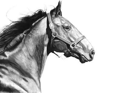 Pintura y Fotografía Artística : A10 Dibujos de caballos Pintura y Fotografía Artística : A10 Dibujos de caballos