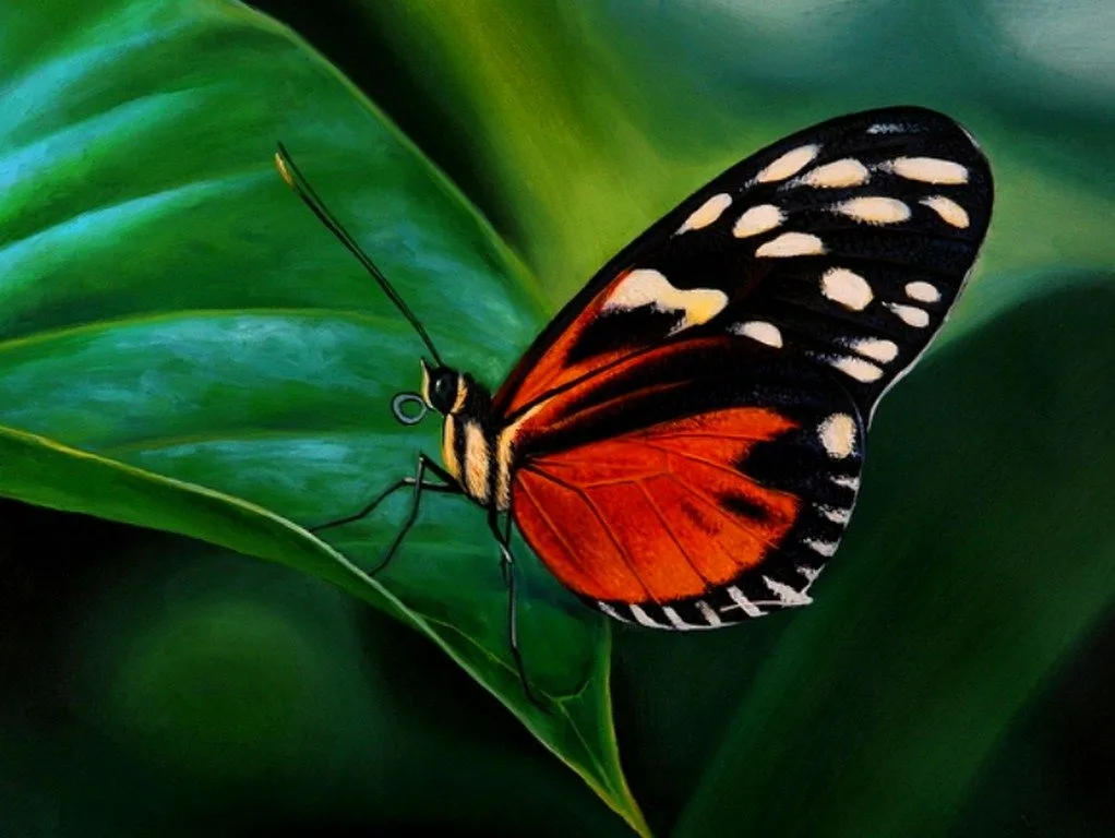 Pintura y Fotografía Artística : Oleos bellas mariposas Pintura y Fotografía Artística : Oleos bellas mariposas