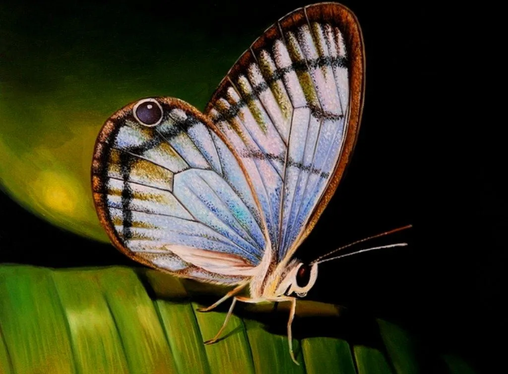 Pintura y Fotografía Artística : Oleos bellas mariposas Pintura y Fotografía Artística : Oleos bellas mariposas