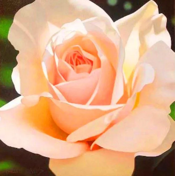 Pinturas & Cuadros: Cuadros de rosas