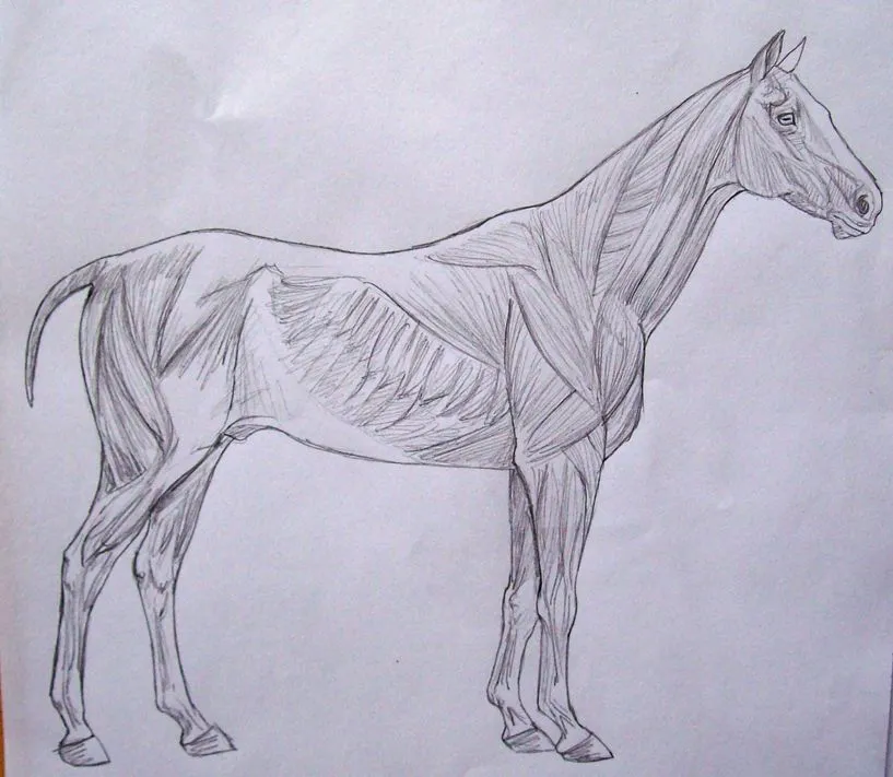 LA PINTURA Y TÚ: CÓMO DIBUJAR UN CABALLO