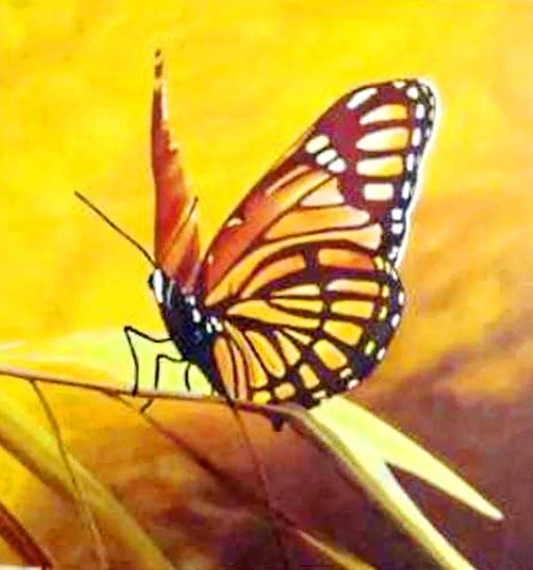 Pinturas Cuadros: Pintura: Cuadros modernos con mariposas Pinturas Cuadros: Pintura: Cuadros modernos con mariposas