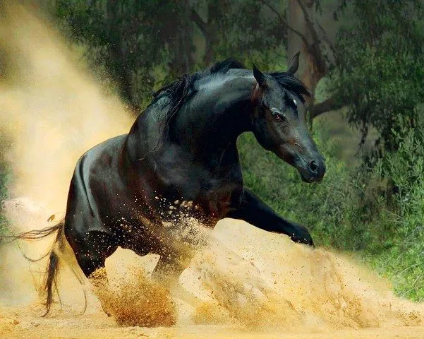 Pinturas &amp; Cuadros: Pinturas caballos al óleo sobre lienzo