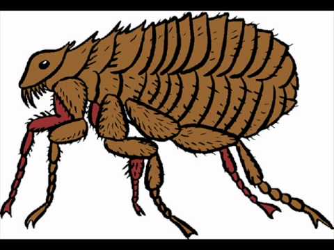 El piojo y la pulga - YouTube