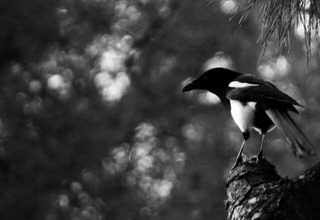 los pipis negros | Flickr - Photo Sharing! los pipis negros | Flickr - Photo Sharing!