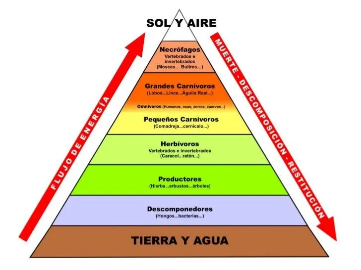 Piramide Trofica