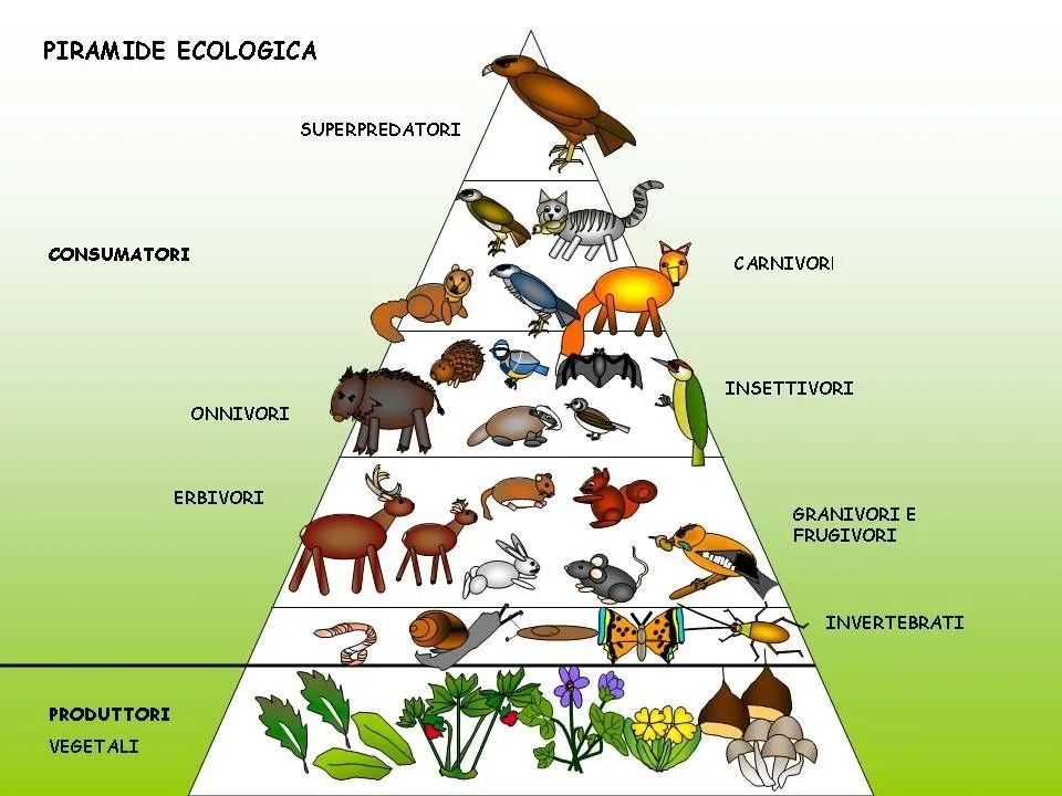 piramide trofica - Cerca con Google | Catena alimentare, Attività di misurazione, Le idee della scuola piramide trofica - Cerca con Google | Catena alimentare, Attività di misurazione, Le idee della scuola