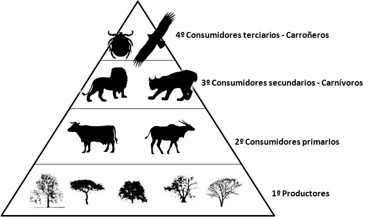 Piramide trofica imagenes - Imagui