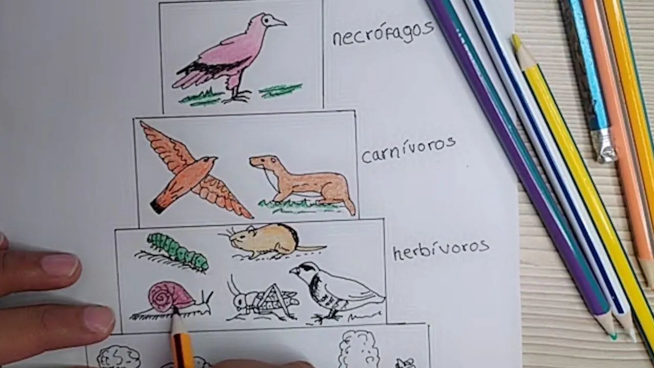 Pirámide trófica - YouTube