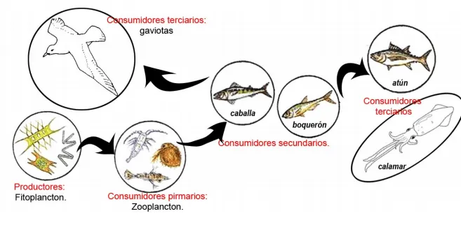 Pirámides ecológicas, Redes y Cadenas Tróficas - Biología 4º ESO