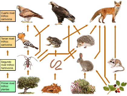 Pirámides ecológicas, Redes y Cadenas Tróficas - Biología 4º ESO