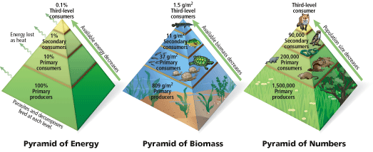 Pirámides ecológicas, Redes y Cadenas Tróficas - Biología 4º ESO Pirámides ecológicas, Redes y Cadenas Tróficas - Biología 4º ESO