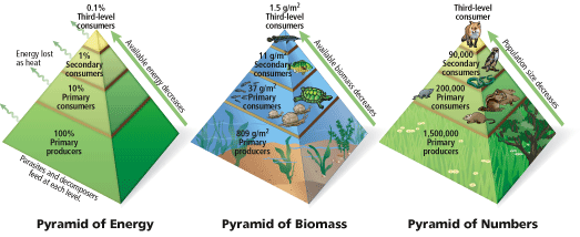 Pirámides ecológicas, Redes y Cadenas Tróficas - Biología 4º ESO