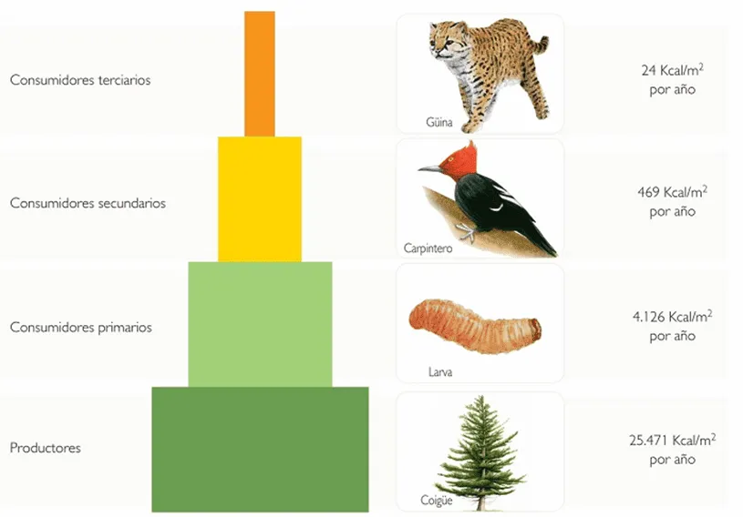 Pirámides Tróficas - Biología Escolar