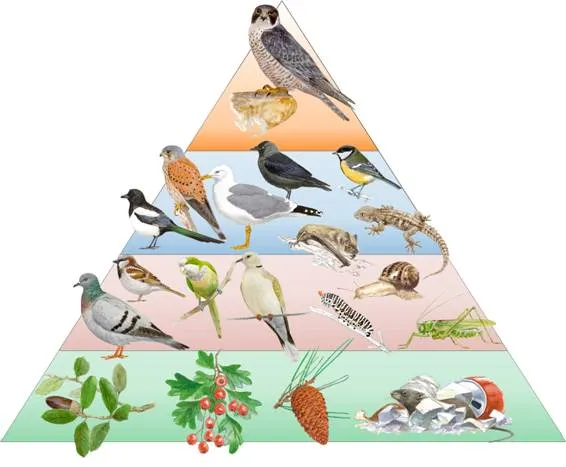 piramide_trofica | Diccionario de biología