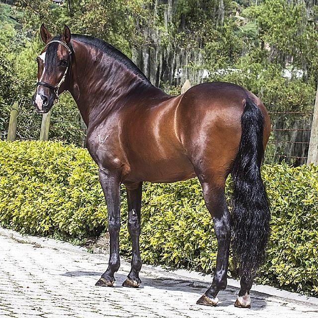 Piropo, Trocha y Galope. | Caballos de paso fino Colombiano y mas ... Piropo, Trocha y Galope. | Caballos de paso fino Colombiano y mas ...