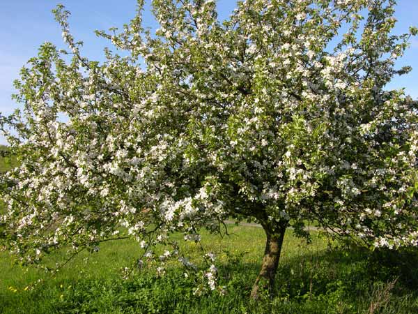 Piruja (Este blog es el antiguo, por favor ir al nuevo, el de ... Piruja (Este blog es el antiguo, por favor ir al nuevo, el de ...