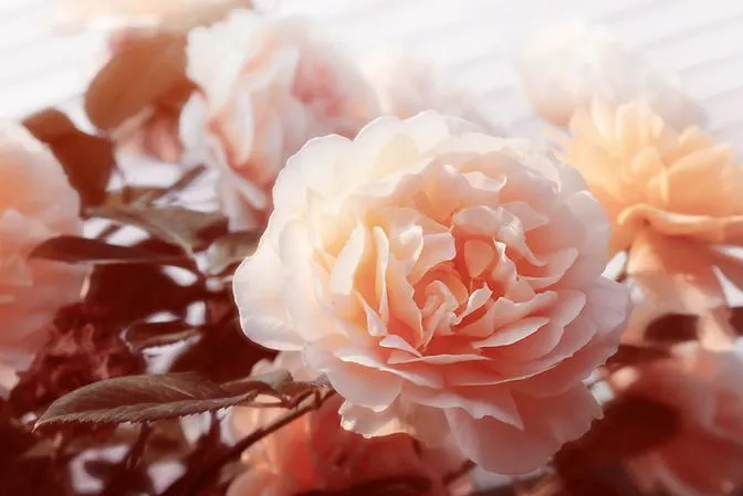 Piruja: La Rosa mas bella del Mundo ( Leyenda ) Piruja: La Rosa mas bella del Mundo ( Leyenda )