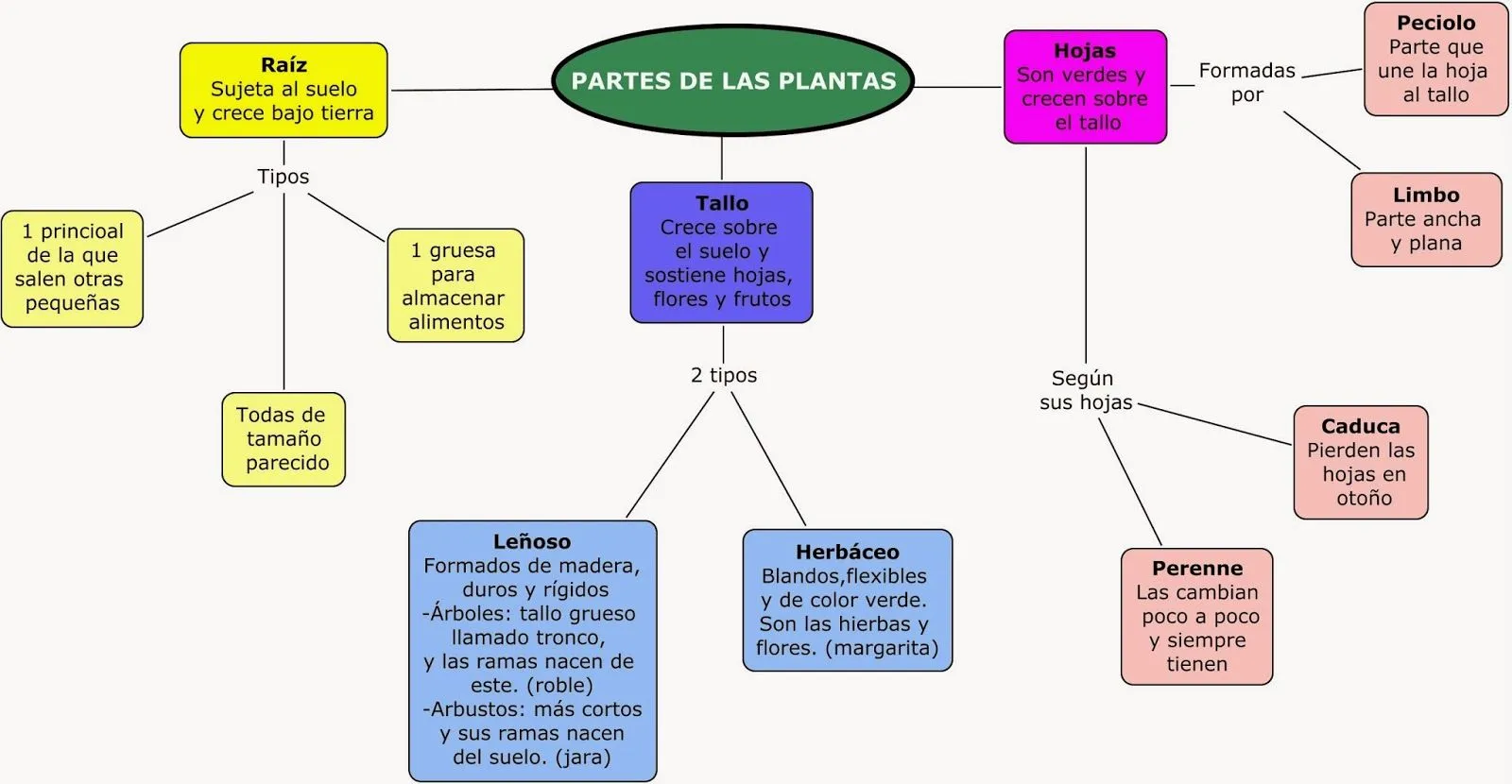 PIRULETAS DE MENTA 6º DE PRIMARIA: Partes de la planta: esquema