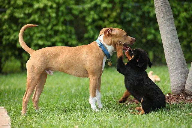 Rottweiler y pitbull - Imagui