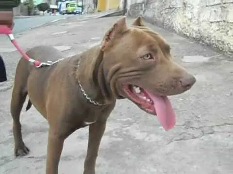 Pit Bull - 8 meses - YouTube