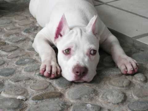 PIT BULL " RED NOSE " - YouTube