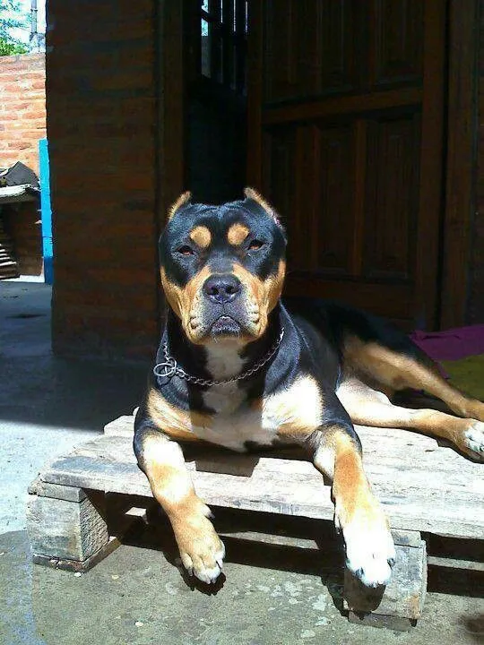 Pit bull rottweiler mix - and What a cutie! I wish the ears weren ...