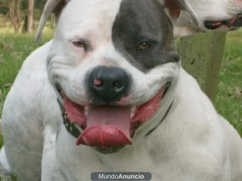 Pit bull silver fawn - blue silver - y red nose criadero kattam ...