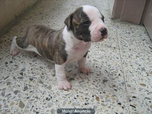 Los Pitbull: Pitbull Stanford Cachorro