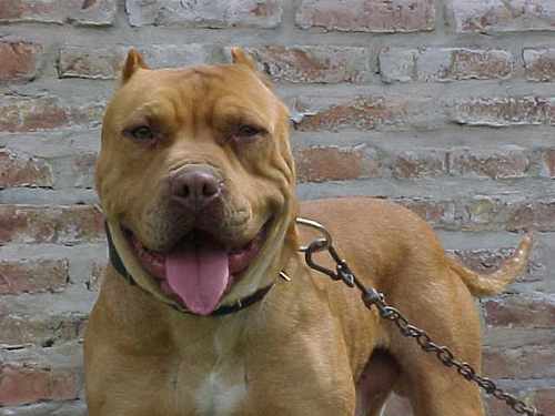 PIT BULL TERRIER AMERICANO | Yoreme's Weblog