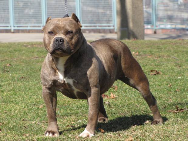Pit Bull | Tudo Sobre a Raça de Cachorro Pit Bull Pit Bull | Tudo Sobre a Raça de Cachorro Pit Bull