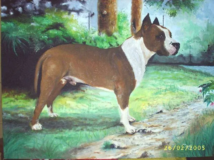 Pit Bull Vittorio Bello - Artelista.com