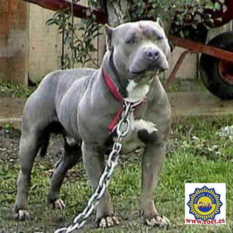 Pitbul - Imagui