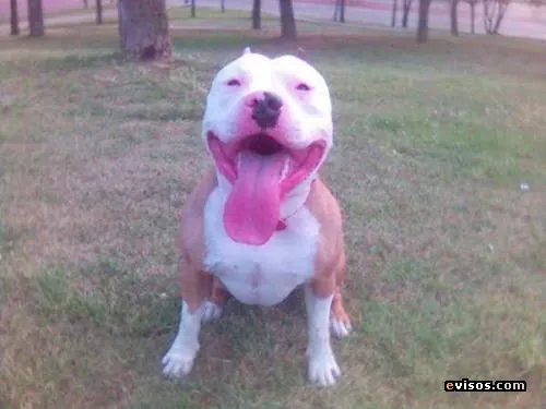 Pitbull American Bully Cachorros En Venta Articulos Compra Venta ... Pitbull American Bully Cachorros En Venta Articulos Compra Venta ...