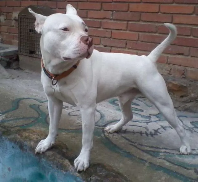 Pitbull american staffordshire terrier blanco para monta - Bogotá ...