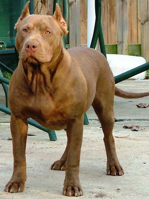 Pitbull American Stanford | Damianpovedano's Blog Pitbull American Stanford | Damianpovedano's Blog