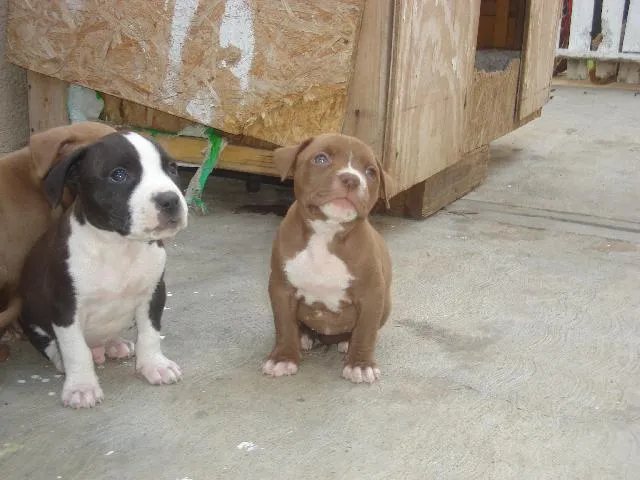 Pitbull americano cachorro cafe - Imagui