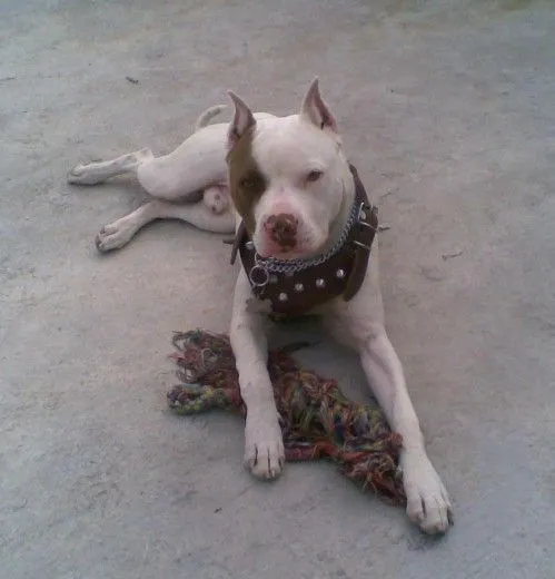 Blade con 8 meses recien cumplidos - (American Pit Bull Terrier ...