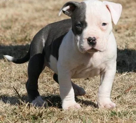 Perros pitbull americano cachorros - Imagui Perros pitbull americano cachorros - Imagui