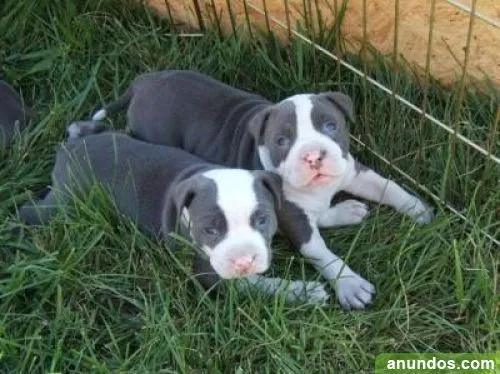 Pitbull americano disponibiles - A Laracha