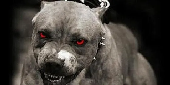 Multan con 4.000 euros al dueño de un pit bull por pasearlo ...