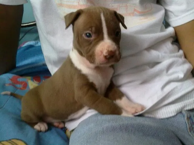 Pitbull bebé blanco - Imagui