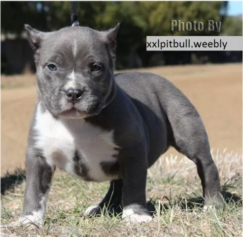 Pitbull bebé gris - Imagui