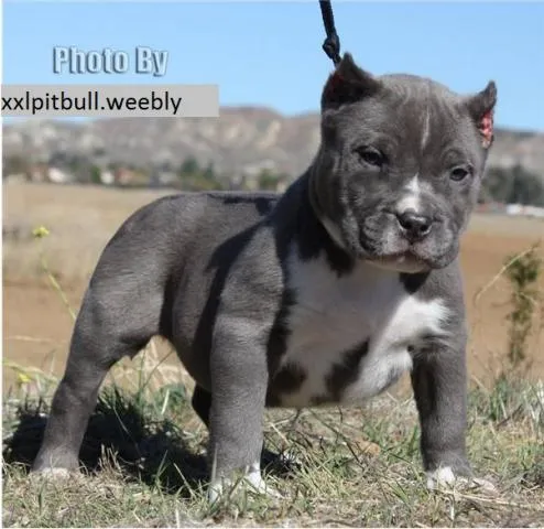 Pitbull bebé gris - Imagui