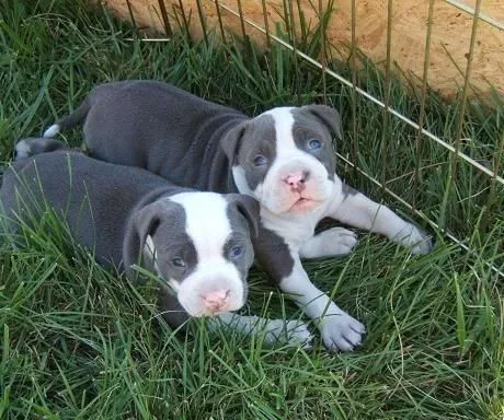 Pitbull Bebes Fotos