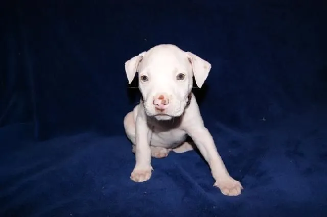 Perros pitbull bebés blancos - Imagui