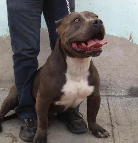 pitbull blue, blue fawn, blue brindle hermosos cachorros en Chapala pitbull blue, blue fawn, blue brindle hermosos cachorros en Chapala