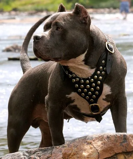 pitbull blue bully | pedagogía latinoamericana